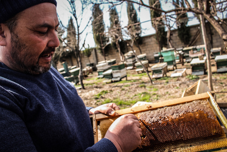 'Bee King' of Rojava: One man's mission to save Syria's endangered bees