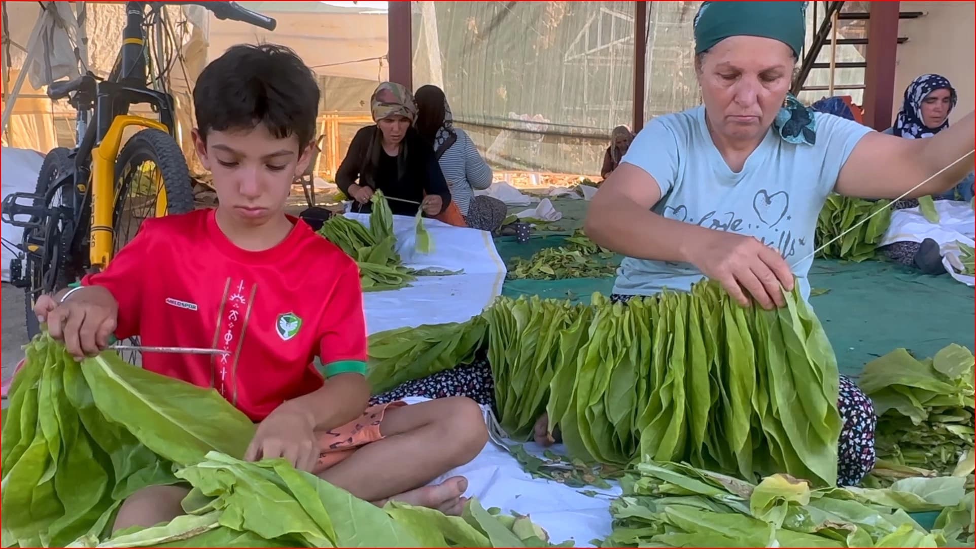 SEMSÛR - Mesref zêde ne û firotin qedexe ye: Cotkarên titûnê bêçare ne
