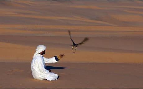 Hunting and falconry remain highly prized in the Gulf region, with reports of wealthy Arab sheikhs landing at desert strips in the region and in countries as far away as Pakistan for hunting, sometimes for endangered birds and other creatures. Photo: AFP