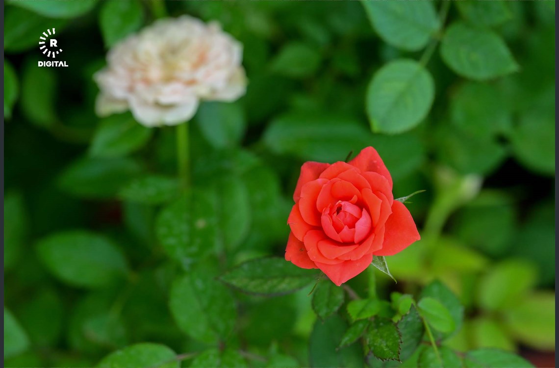 بەیبی رۆز، گوڵێکی رەنگاوڕەنگ و بەهێزە، لە پلەی گەرمای کەمدا و لە کەشی سارد گوڵ دەردەکات و چەندین رەنگی هەیە، لەوانە: زەرد، پرتەقاڵی و مۆر. لە هەچوار وەرزدا هەیە و وشک نابێت.