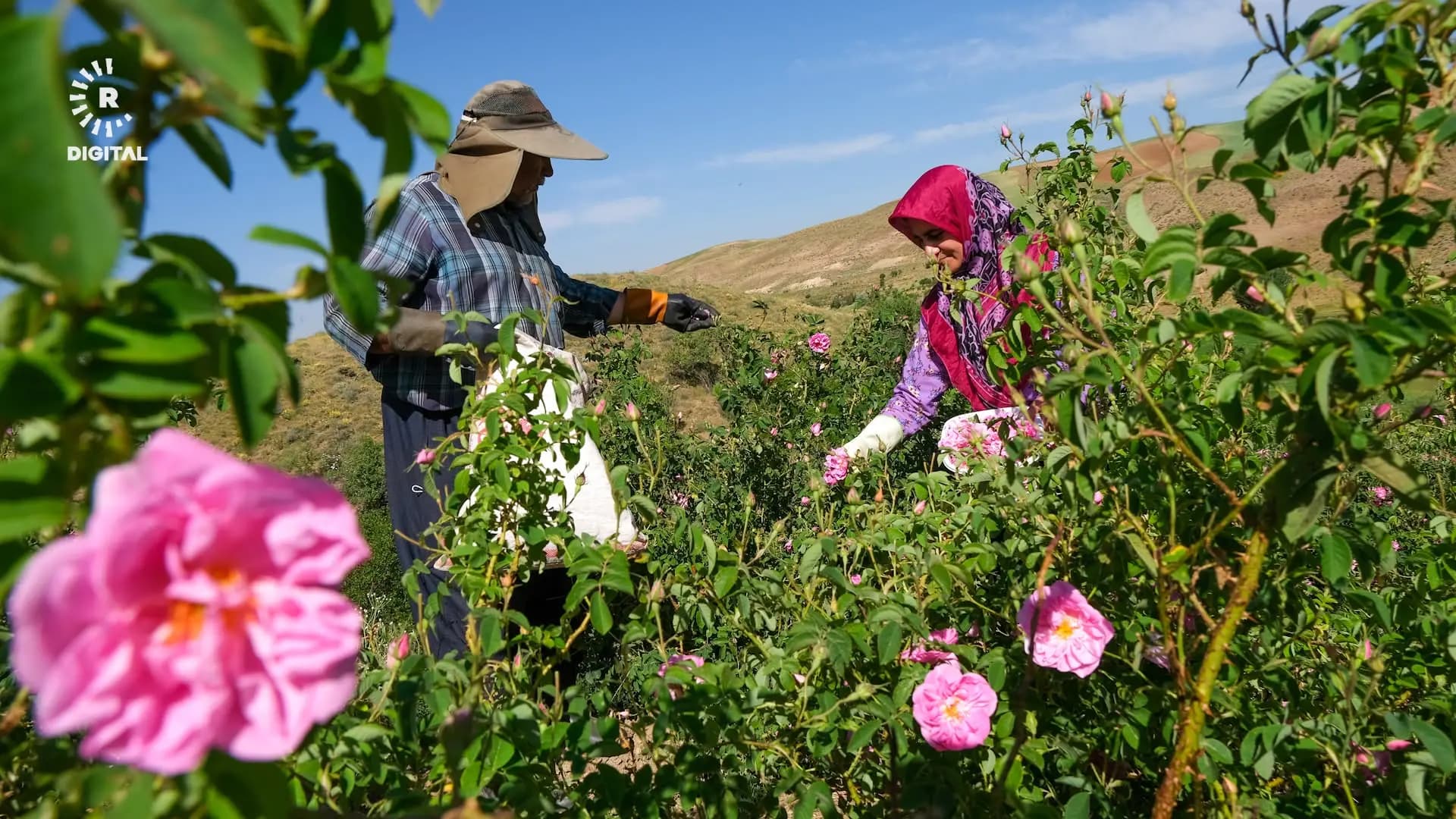 Kurdish village revives rosewater festival to preserve generations-old heritage