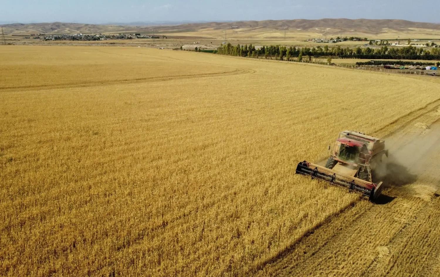 Iraqi trade ministry expects wheat harvest to approach 5 million tons as yield tops 4 million