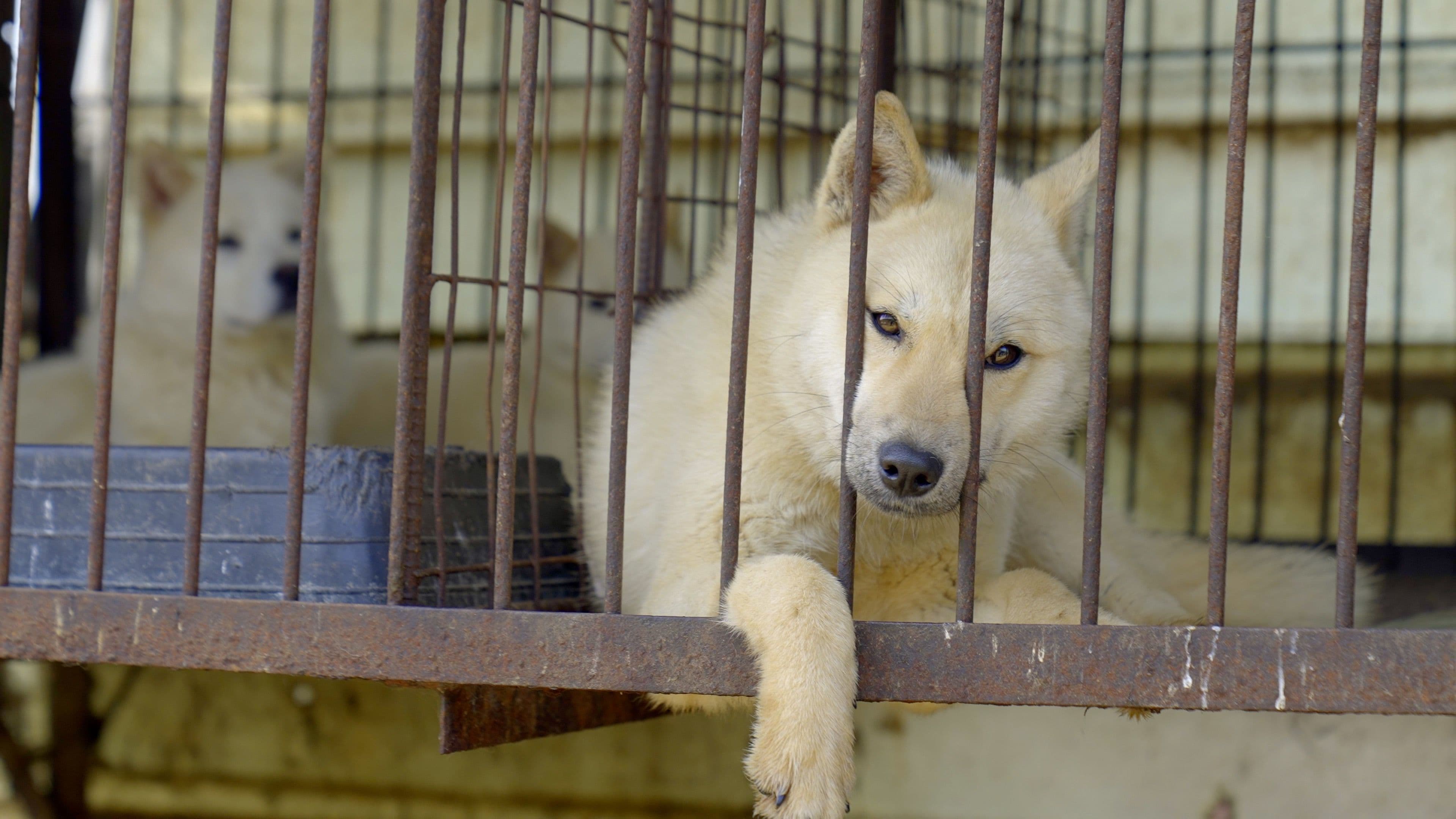 Güney Kore köpek eti tüketimini yasaklıyor