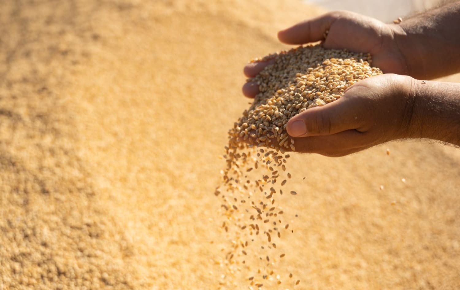 18%ی گەنمی دەرەوەی پلانی کەرکووک وەرناگیرێت