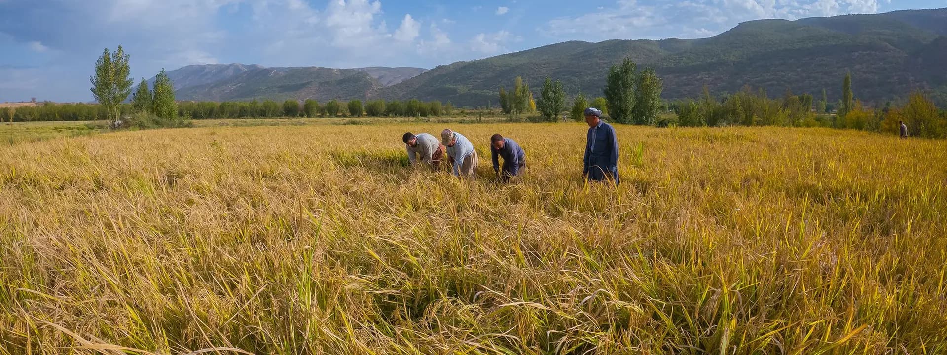 دروێنەی برنجی کوردی