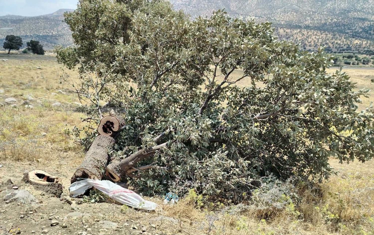 پۆلیسی دارستان بەدواداچوون بۆ بڕینەوەی دارە تەمەن 300 ساڵانەکەی سلێمانی دەکات