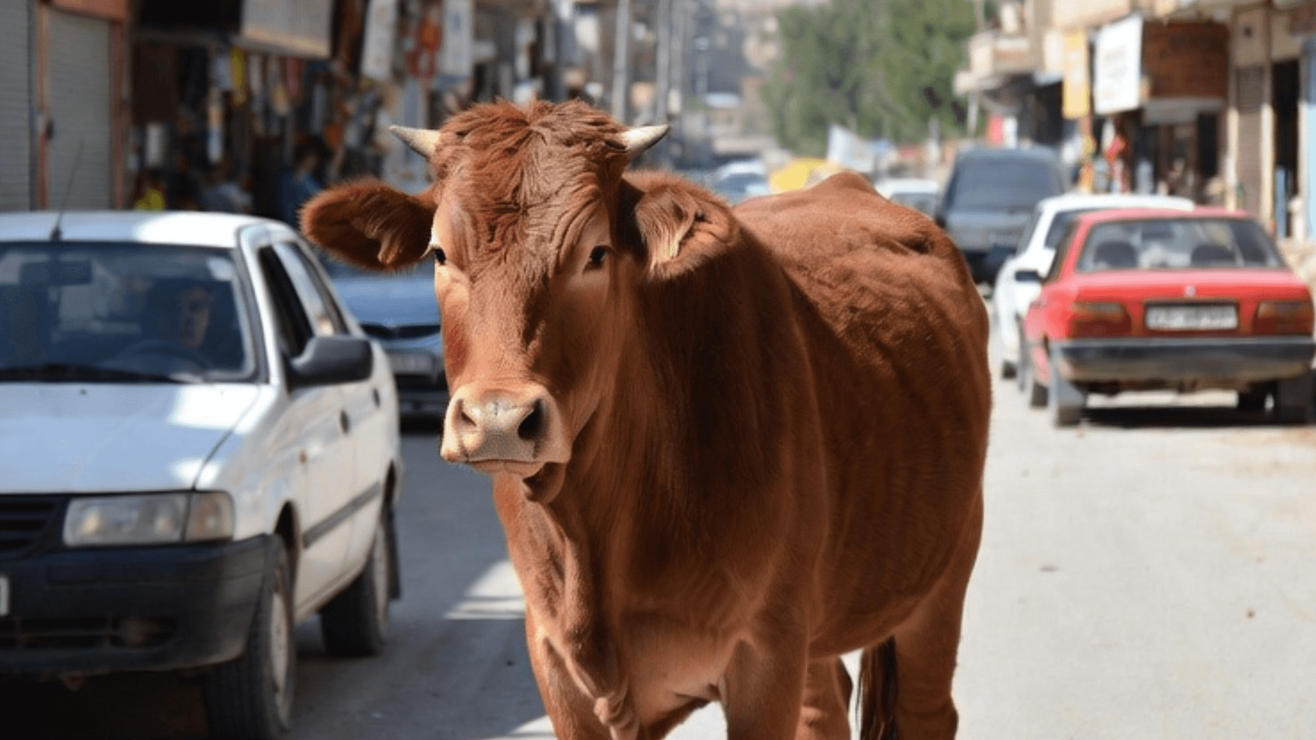 وێنەی مانگایەک کە بە ژیریی دەستکرد دروست کراوە