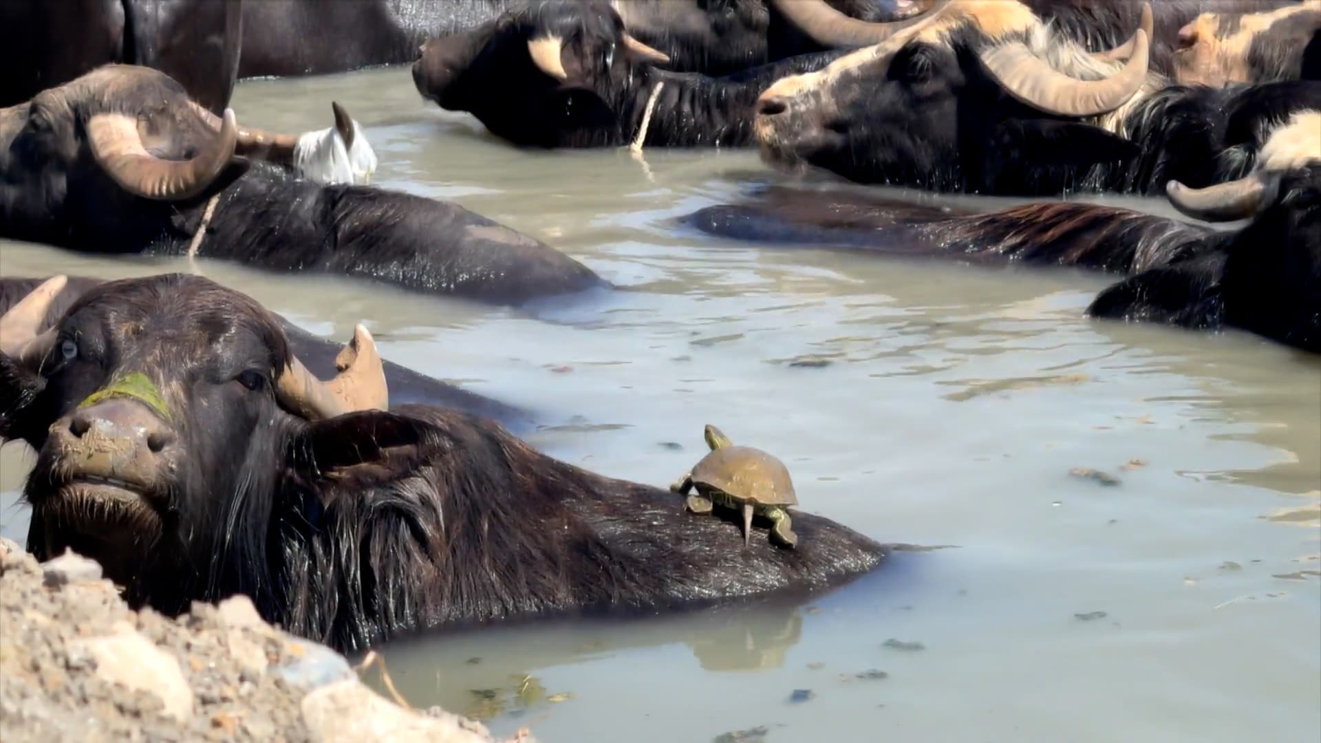 Heavy rains revive buffalo herding in Sulaimani’s Raparin administration
