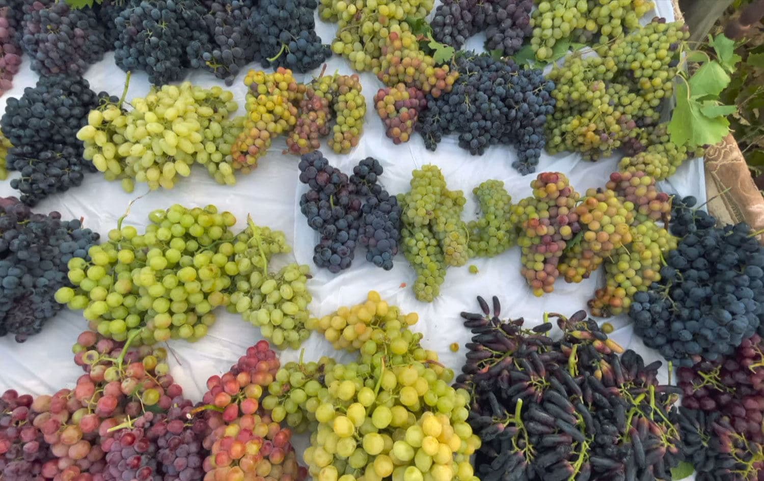 پێشبینیی دەکرێ بەرهەمی کشتوکاڵی هاوینەی هەرێمی کوردستان بگاتە 1.2 ملیۆن تۆن