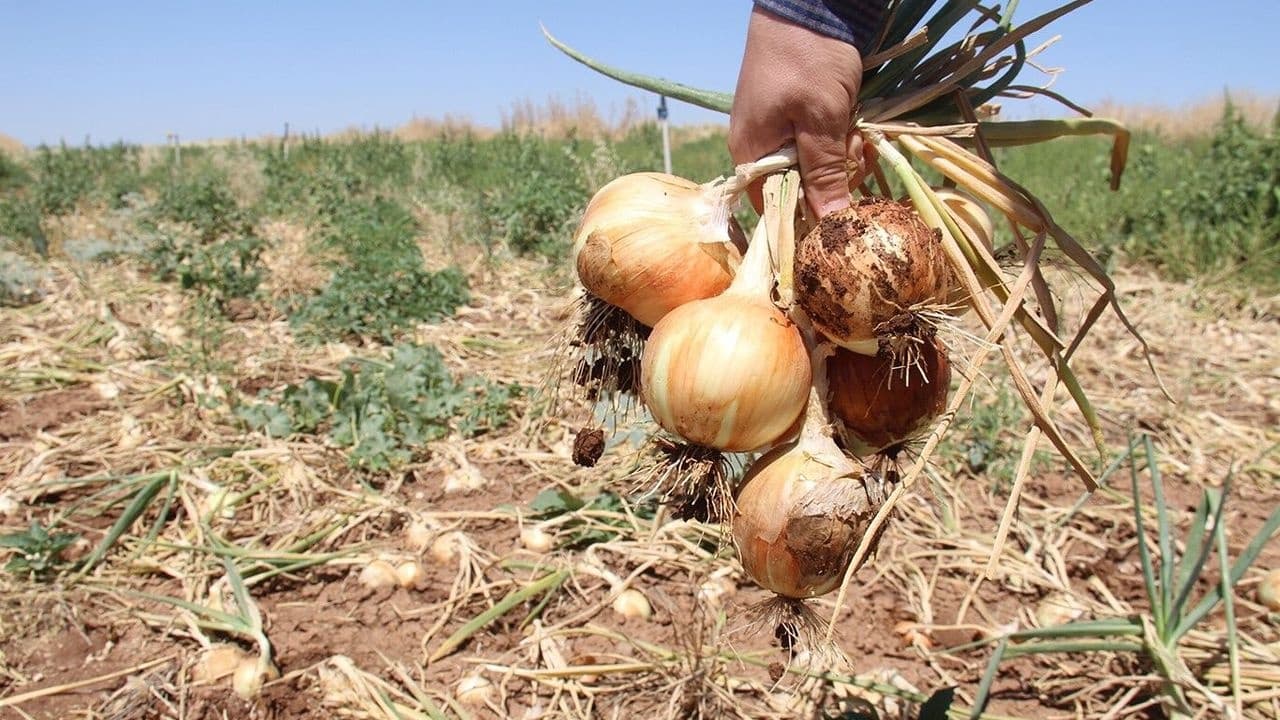 شارەزوور و پێنجوێن 50-70 هەزار تۆن پیاز بەرهەم دەهێنن