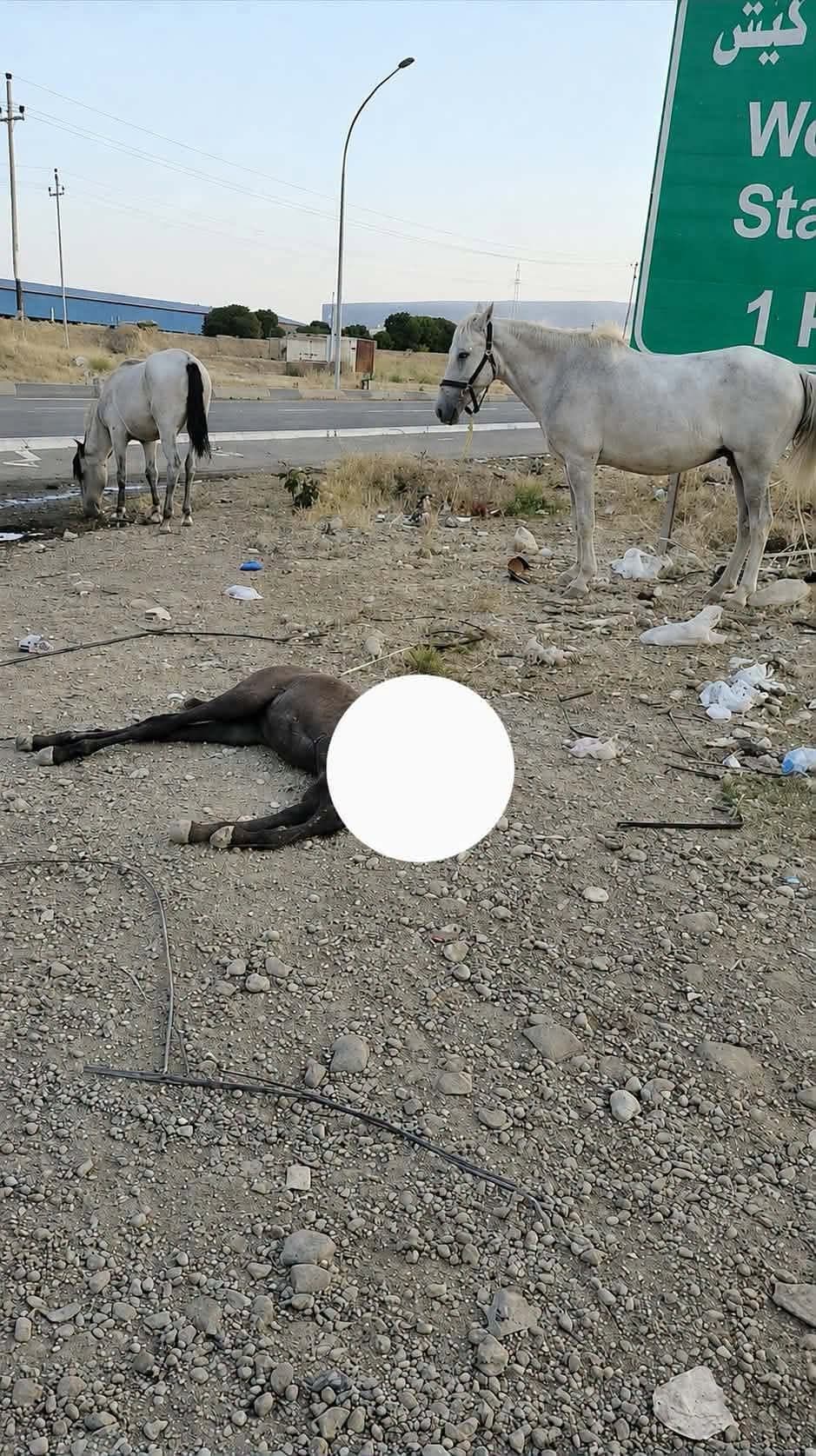 هێشتا کەس لەسەر رووداوی سەربڕینی ئەسپەکەی تانجەرۆ دەستگیر نەکراوە