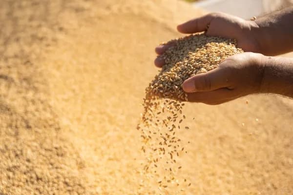 بەدواداچوونی رووداو: تەنیا 20٪ـی پارەی گەنمی جووتیارانی رۆژهەڵاتی کوردستان دراوە