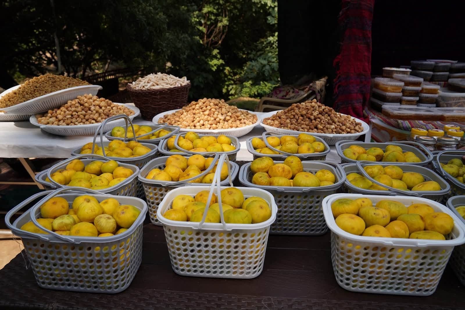 لە فێستیڤاڵی هەورامانەوە؛ 50%ـی هەنجیری شارەزوور تووشی نەخۆشیی بووە