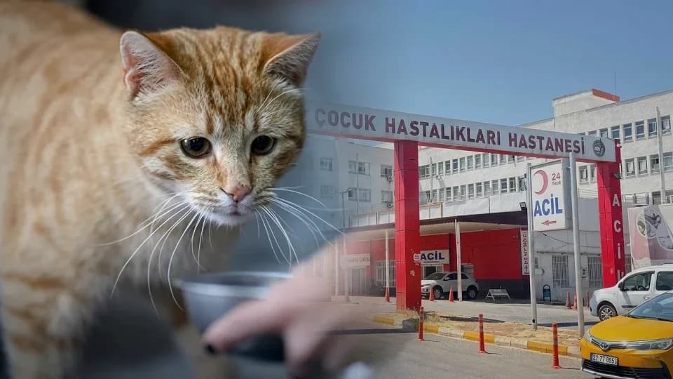 Diyarbakır'da kedinin ısırdığı 4 yaşındaki çocuk entübe edildi: Valilikten açıklama geldi