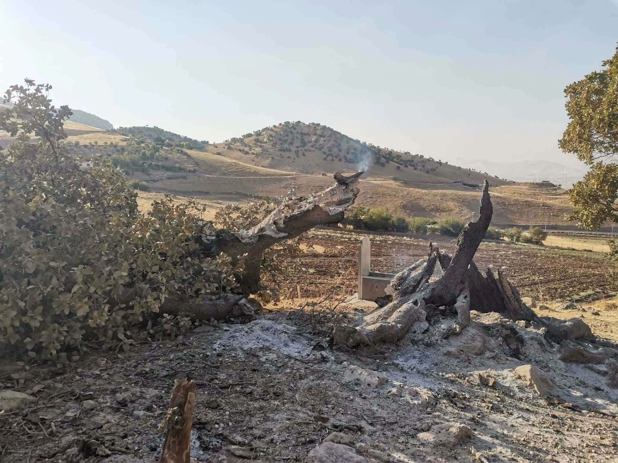 وێنەی ئەو دارەی کە سووتێندراوە. وێنە: بەڕێوەبەرایەتیی پۆلیسی دارستان و ژینگەی پارێزگای سلێمانی