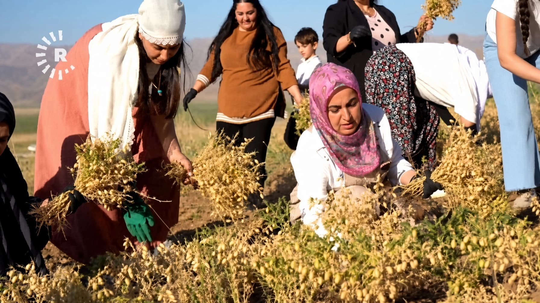 Geverli kadınlardan ata tohumu seferberliği: Yerli nohut hasadı başladı