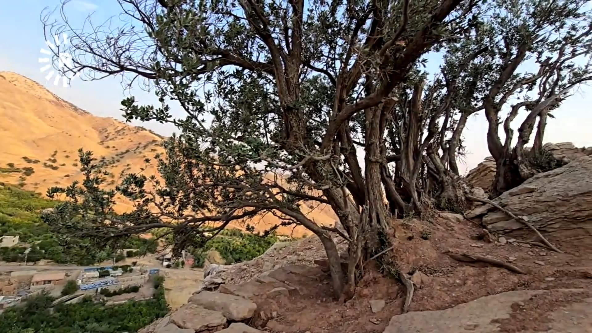 1,000-year-old olive tree discovered in Koya