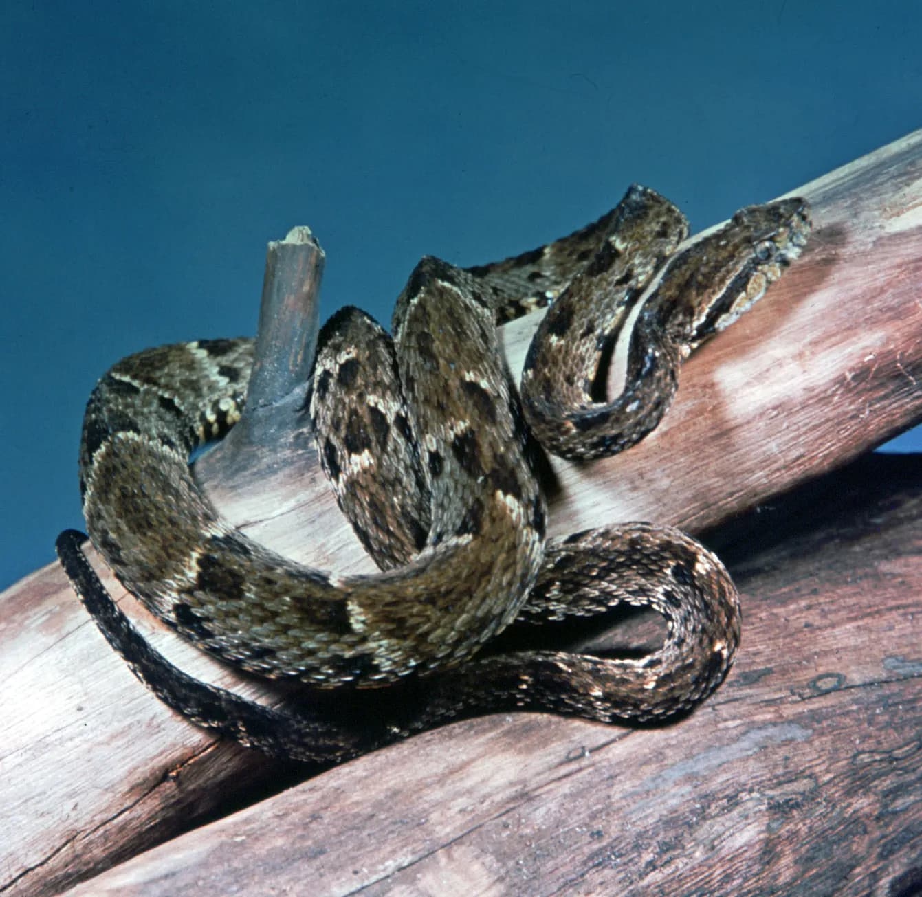 Bothrops jararaca / Wêne: Torên civakî