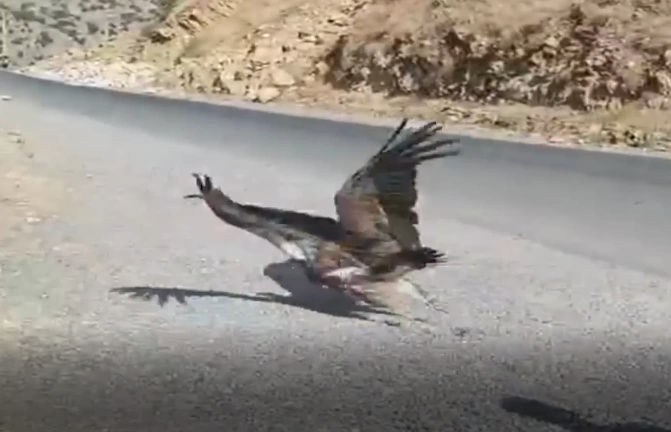 داڵەکەرخۆرێک لە هەورامان ئازاد کرا