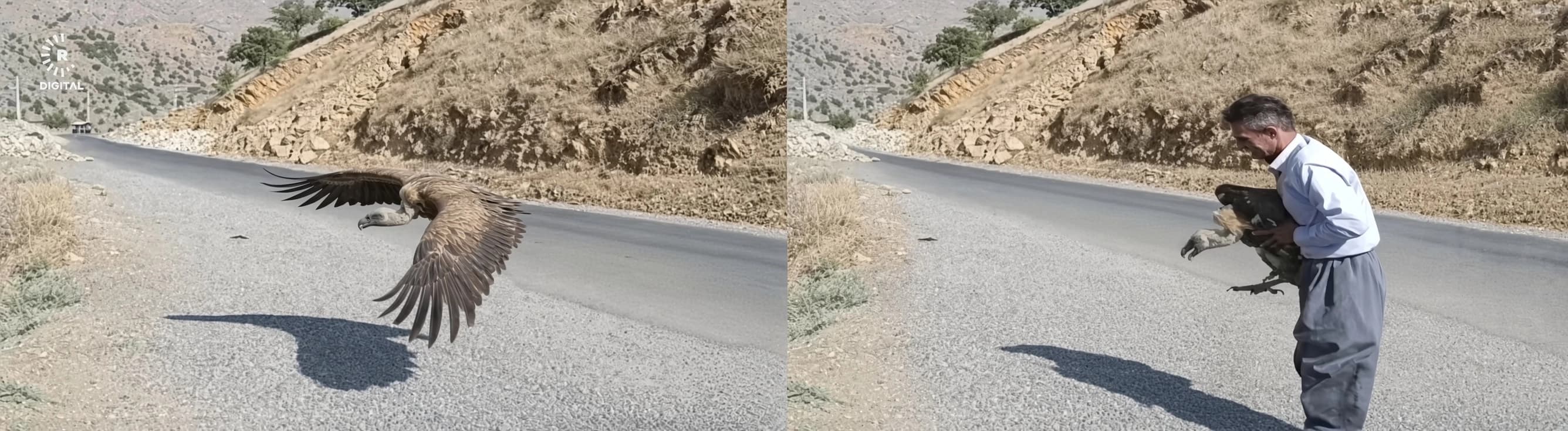 Hewraman’da yaralı bulunan kara akbaba doğaya bırakıldı
