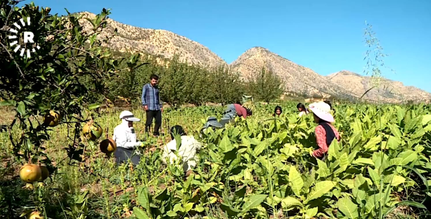 وەرزی تووتن لە بناری سەفین دەستیپێکرد؛ کیلۆی بە 120 هەزار دینار دەفرۆشرێت