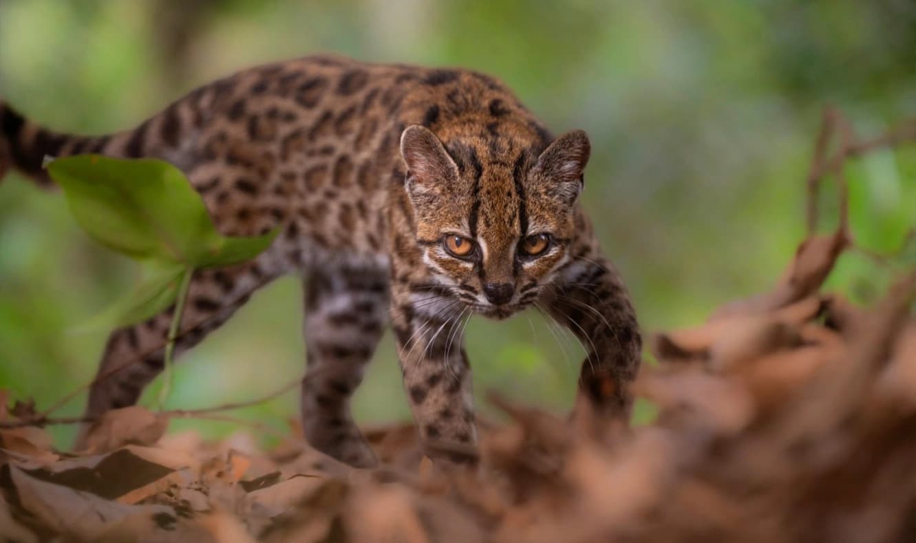 100 yıl sonra ilk kez yeni kedi türü keşfedildi: Minyatür leoparı andırıyor