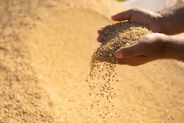 وەزارەتی بازرگانی: سەرەتای هەفتەی داهاتوو بڕێکی دیکە لە پارەی گەنمی جووتیاران دابەش دەکرێ