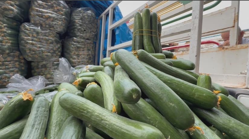 خەیاری هاوردە بازاڕی جووتیارانی هەولێری کز کردووە