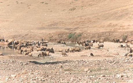 Cattle farmers use the area to pasture livestock. Photo: Rudaw.