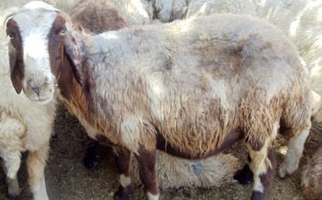 دوو جۆر مەڕی کوردی لەناوچوون