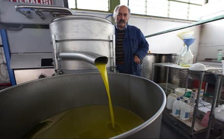 Italy is a world leader in olive oil production. Photo: AP.