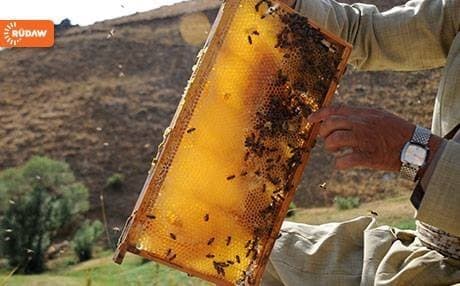 Abdullah, the most experienced beekeeper in the village of Pishtashan in Sulaimani province, has 500 beehives which produce 400 tons of honey a year.
