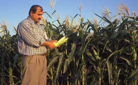 Nineveh was once Iraq's breadbasket. Photo: FAO.