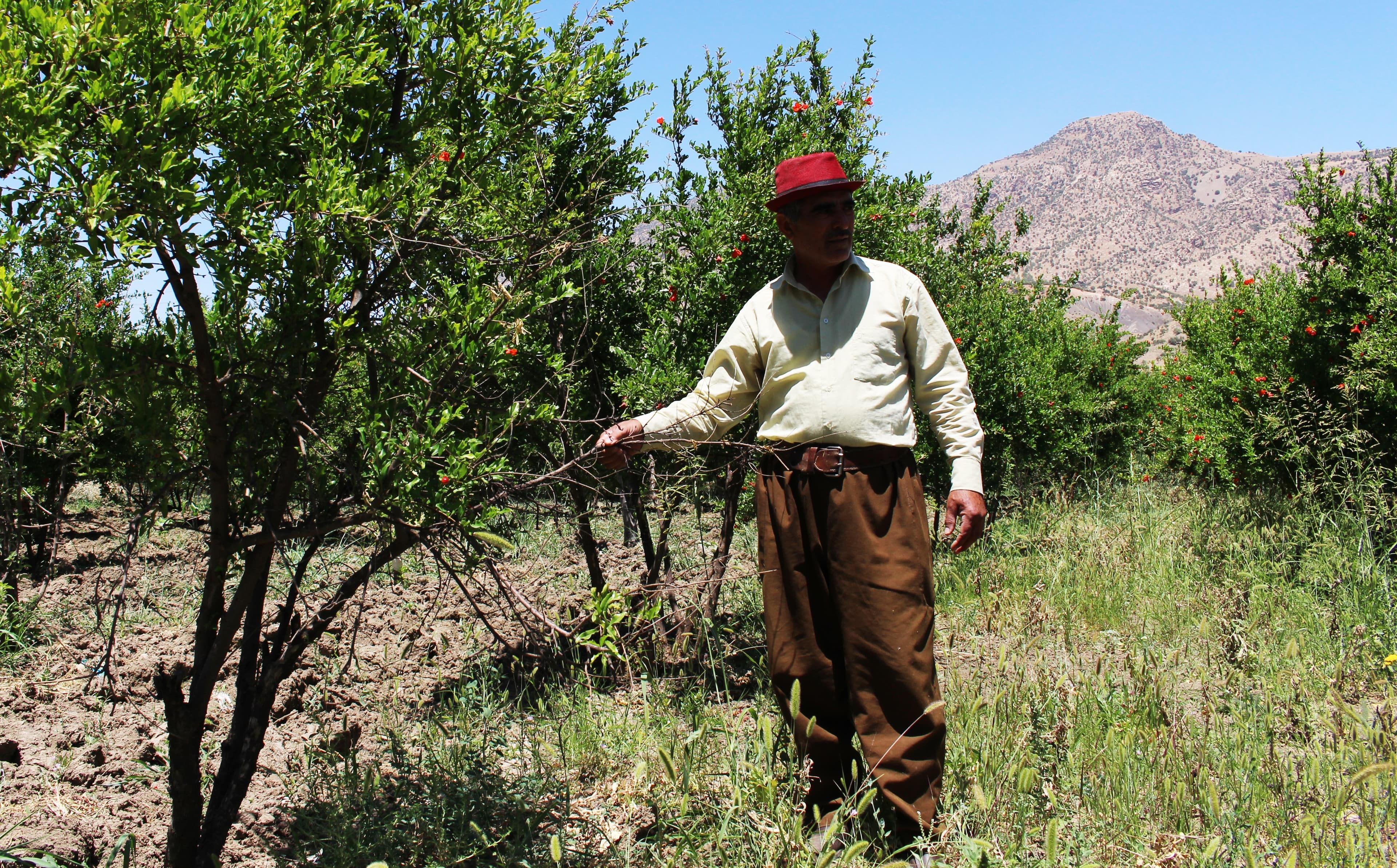 Kurdistan tree market pruned by financial crunch
