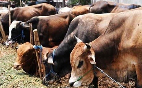 Kurdish trader exports ox testicles to Turkey