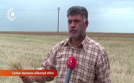 Li Qamişlo zeviyên çandiniyên ziyan dîtine