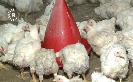 Kurdistan’s fodder industry benefits from government protections