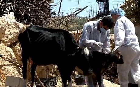 One of the primary ways Crimean-Congo haemorrhagic fever enters the food chain is through virus-carrying ticks. Photo: Rudaw TV