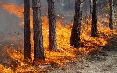 According to the survey, 1.3 million acres of forest have been burned in the past eight years. Photo: Rudaw