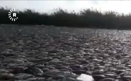 Dead fish float in the Euphrates River in Iraq’s Babylon province. Photo: Rudaw TV