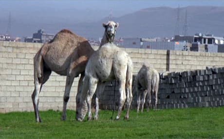 سوودی تەندروستی زۆرەو رێژەی کۆڵسترۆڵیشی کەمە