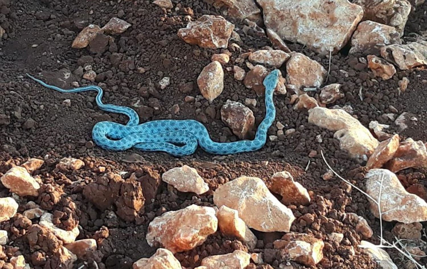 Mavi renkli yılan