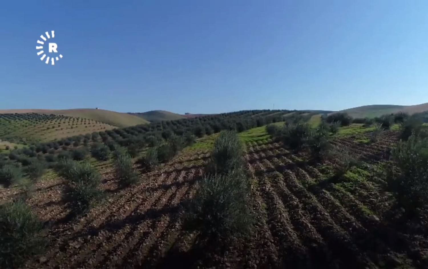 Olive trees thrive in Kurdistan Region’s soil. File photo: Rudaw