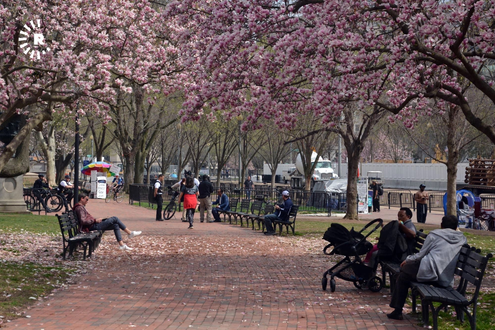 Washington spring dampened by pandemic fears 