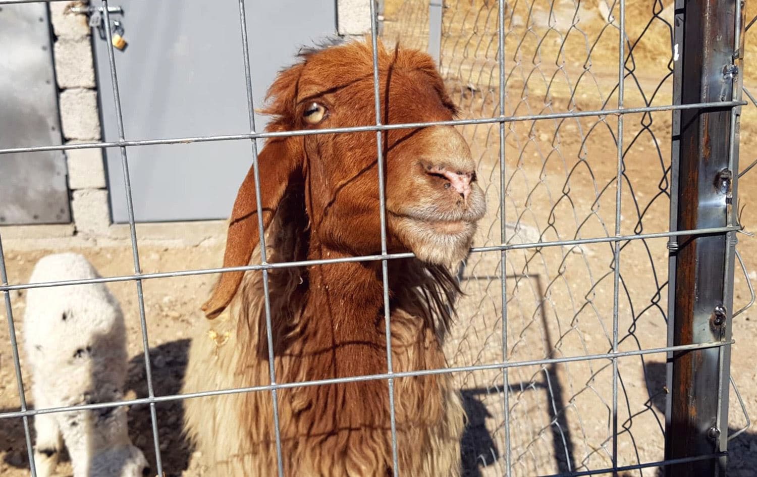 سەرۆکی یەکێتیی ئاژەڵدارانی ئێران: بەهۆی هەناردەکردنی ئاژەڵ لە ئێرانەوە بۆ عێراق و هەرێمی کوردستان، ئاژەڵ لە ئێران کەمدەبێتەوە