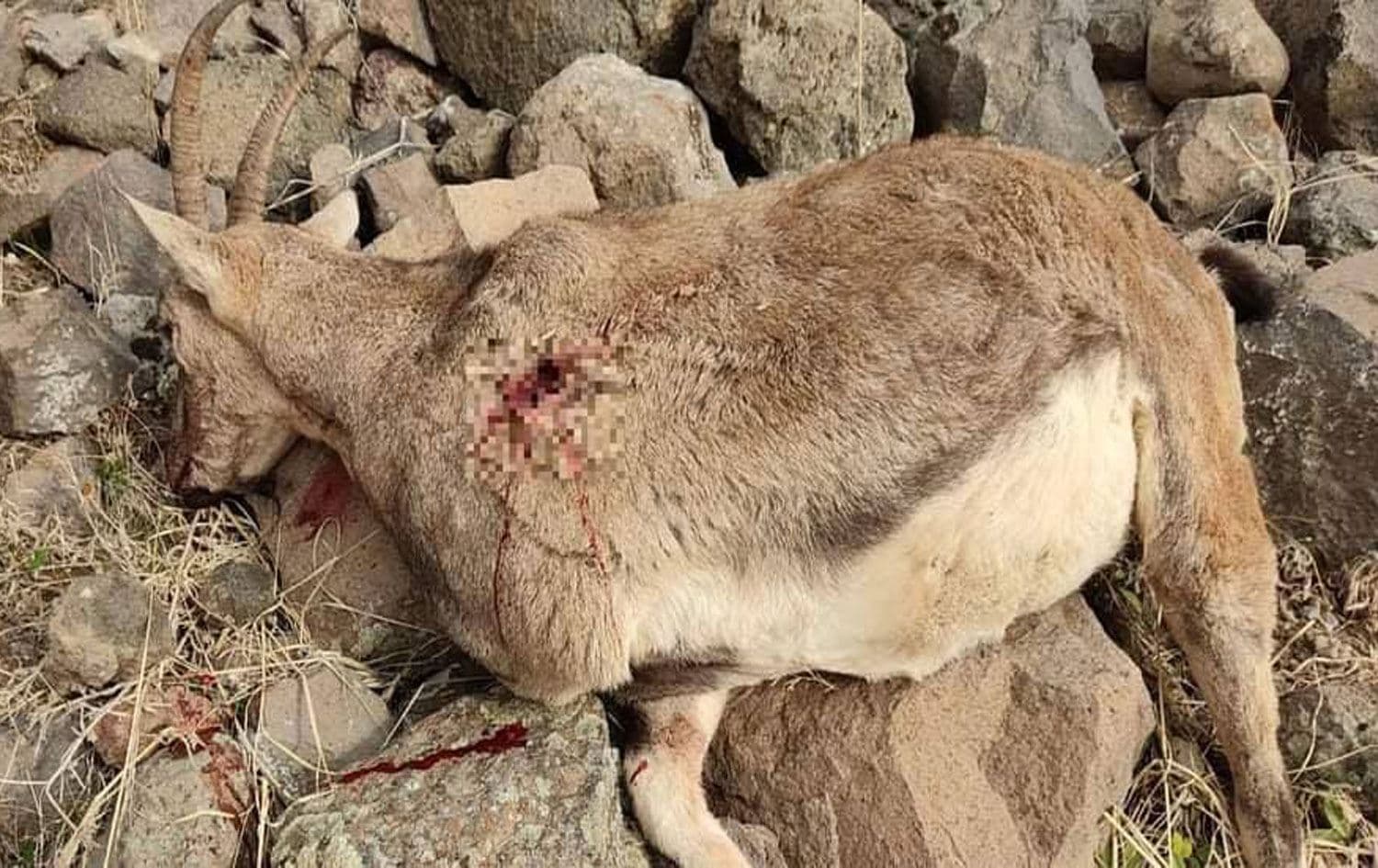 Dersim’in Mazgirt ilçesinde, nesli tükenme tehlikesi altında bulunan bir yaban keçisi avcılar tarafından öldürüldü