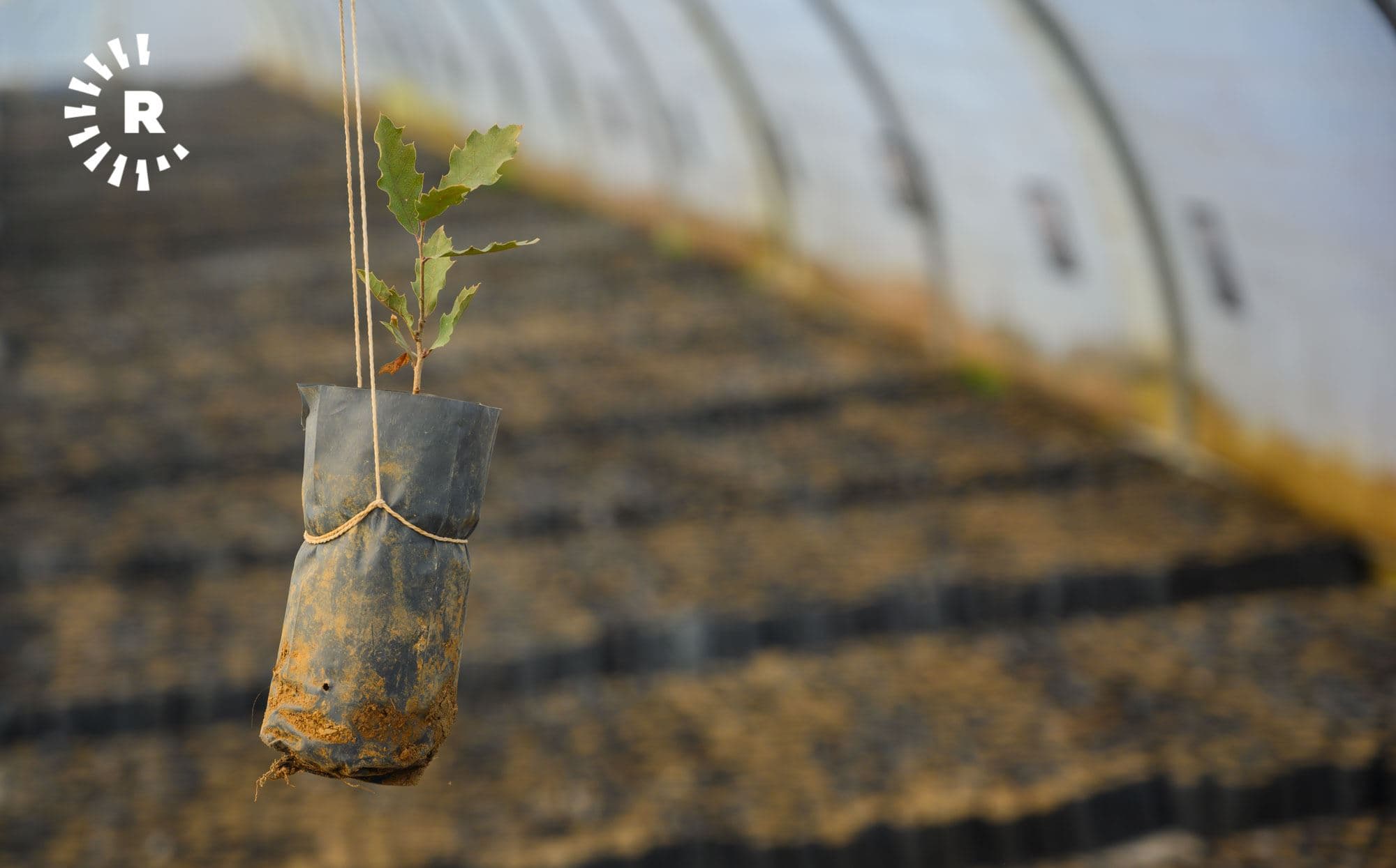 An oak sapling at a new greenhouse in Erbil’s Cihan University, part of the ‘One Million Oaks’ campaign launched by Hasar Organization, on December 18, 2020. Photo: Bilind T. Abdullah / Rudaw