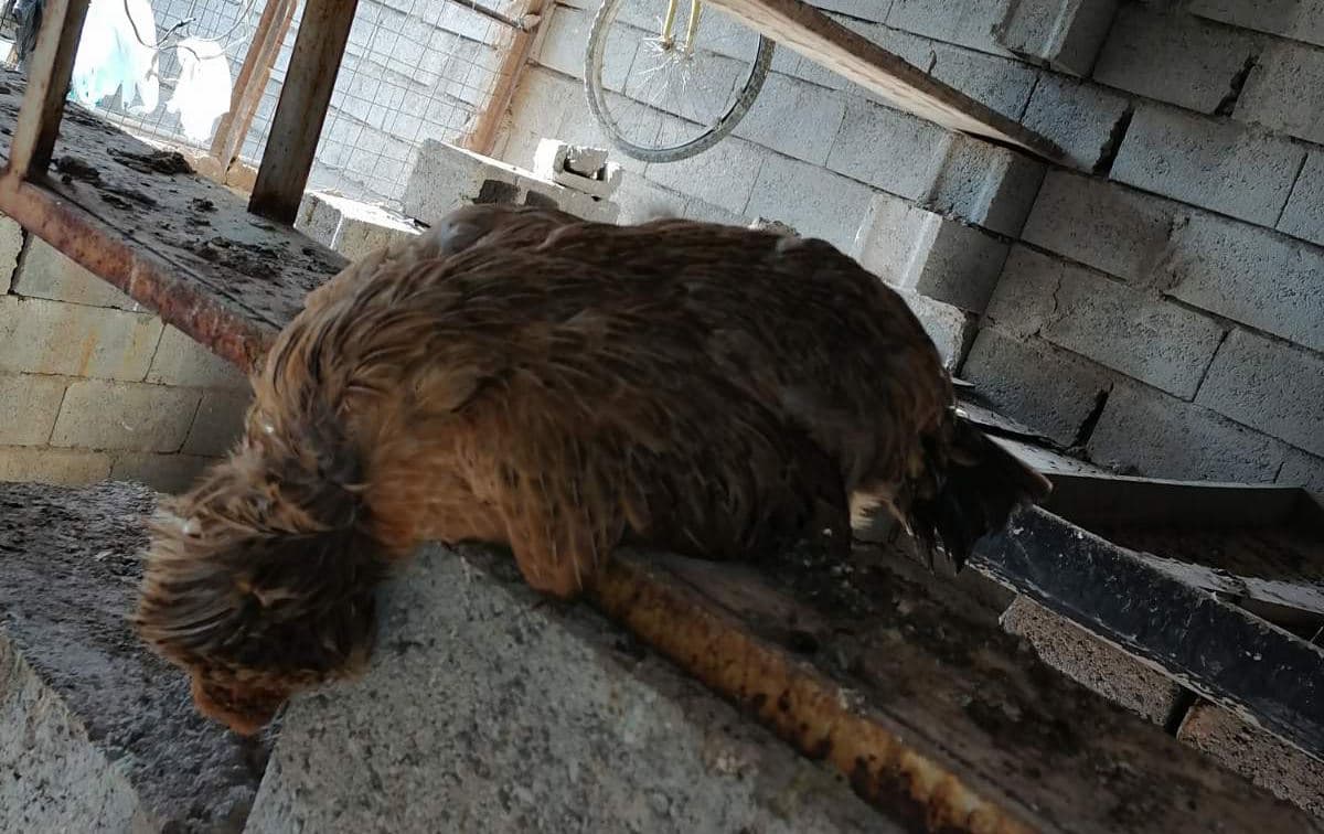 بەهۆی ڤایرۆسێکەوە 70%ی مریشكی خۆماڵیی گونده‌كانی دەوروبەری هه‌ولێر له‌نێوچوون