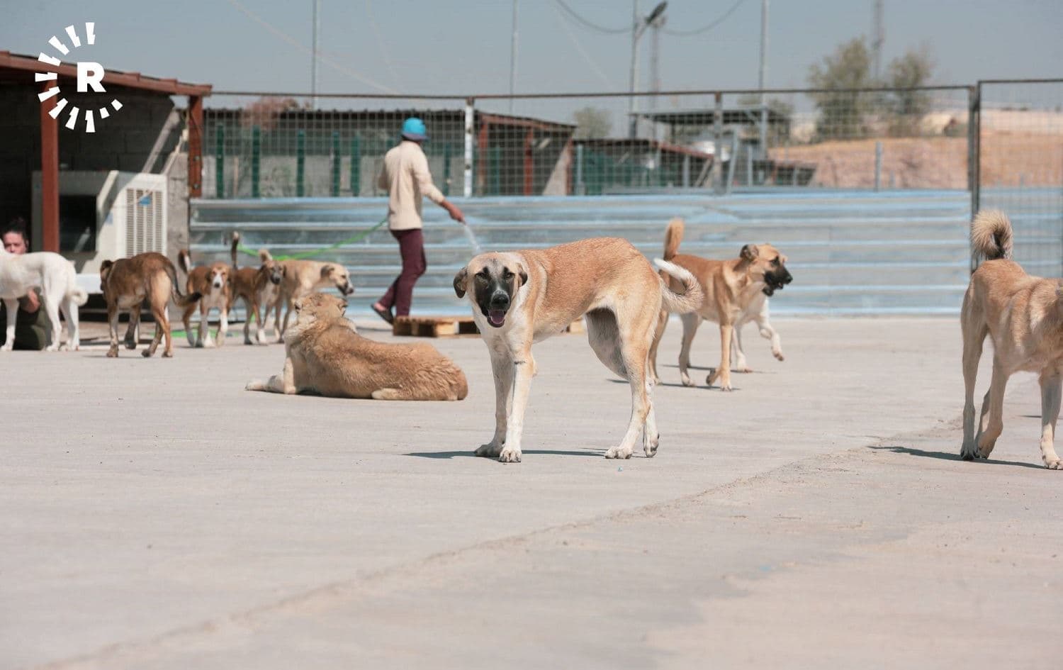 Stray dogs are seen at a shelter in Erbil in October 2020. File photo: Bilind T. Abdullah/Rudaw