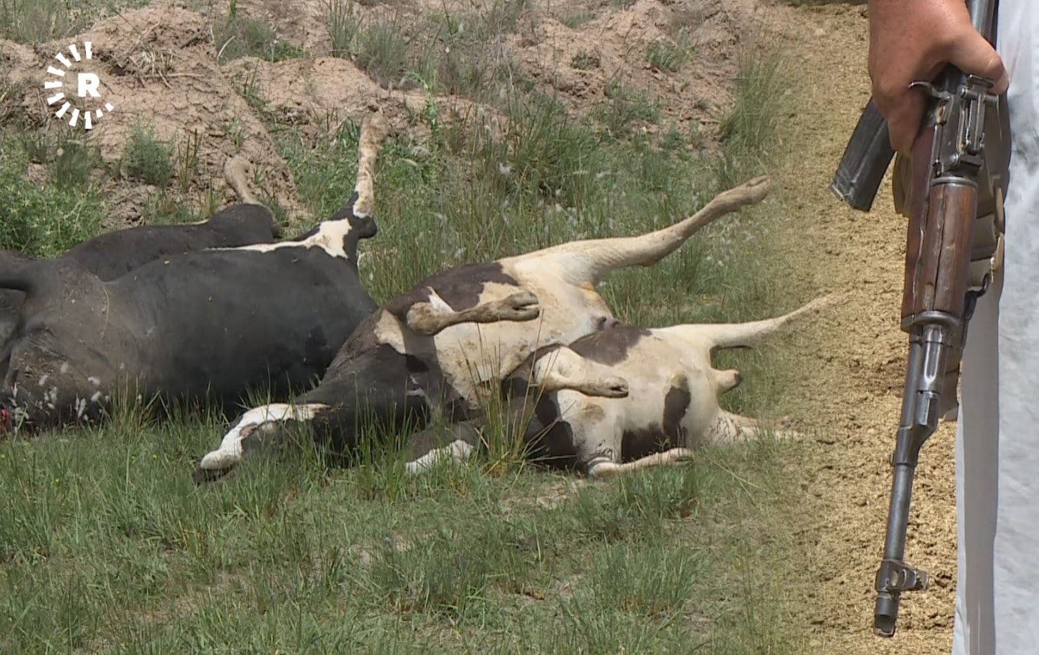 50 cows killed during tribal feud in Diyala province  